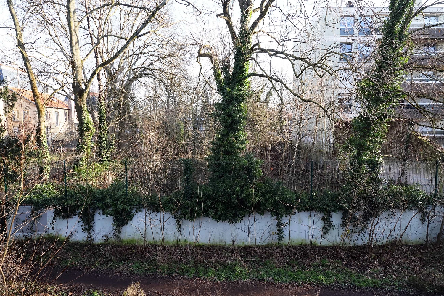 Image média: Création d'un verger bio en milieu urbain
