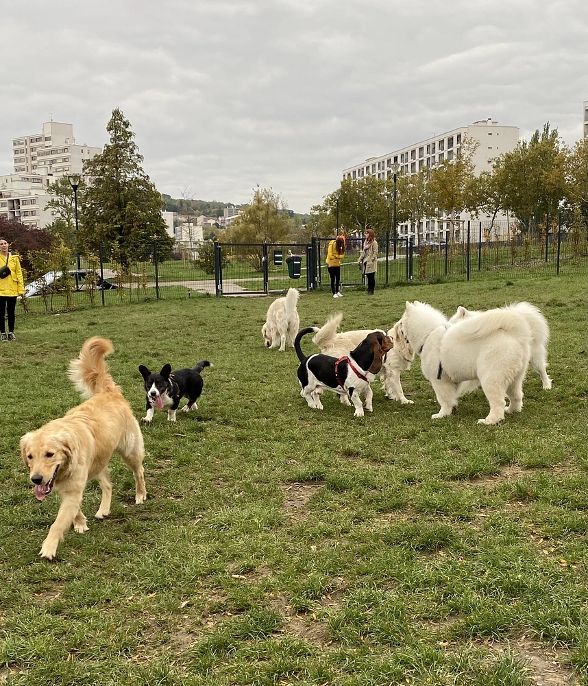 Image média: Création d’un parc à chiens au parc ste Marie 