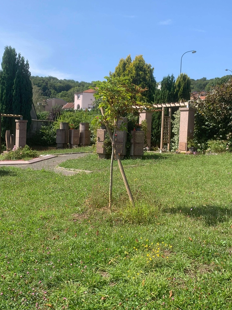 Image média: 🌳 Plantations d'arbres au cimetière